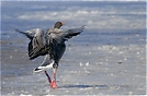 ND - Graugans Ballerina beim Spitzentanz