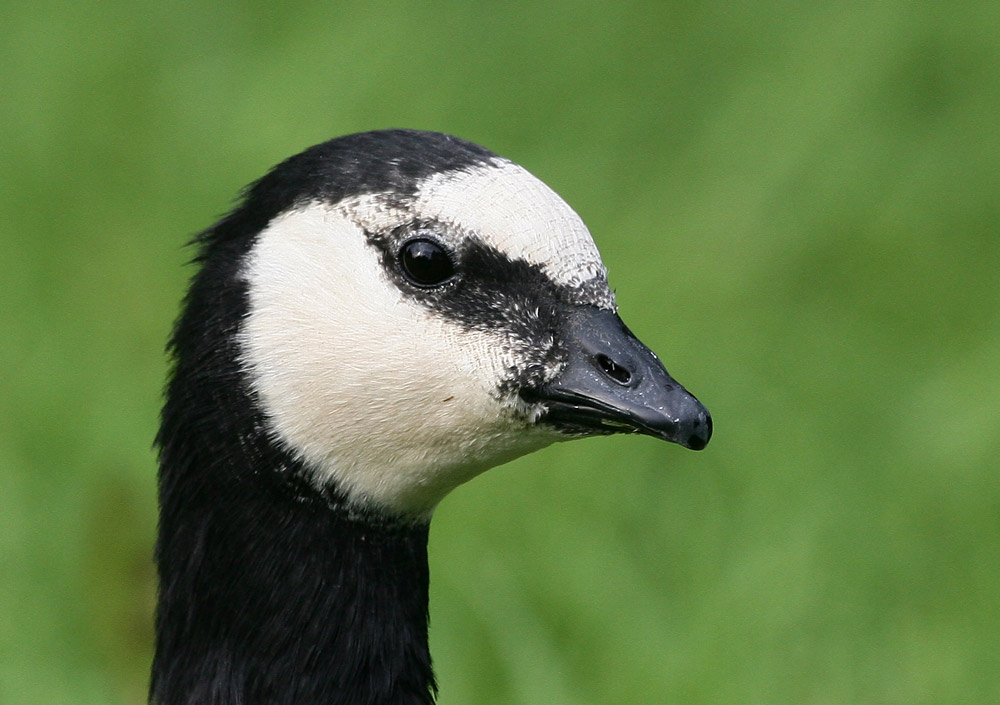 Nonnengans Portrait (ND)