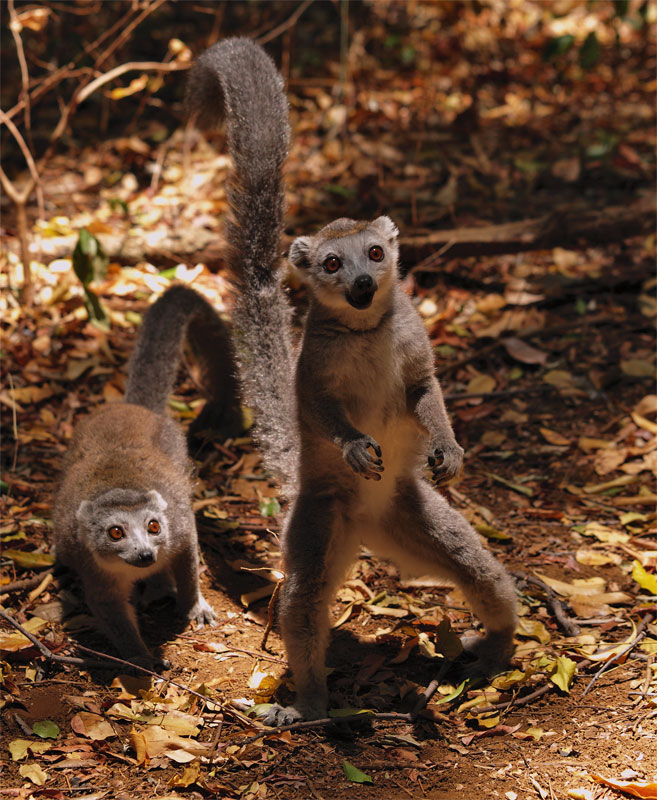 neugierige Lemuren