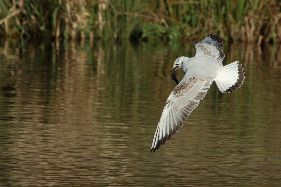 Möwe mit Fisch