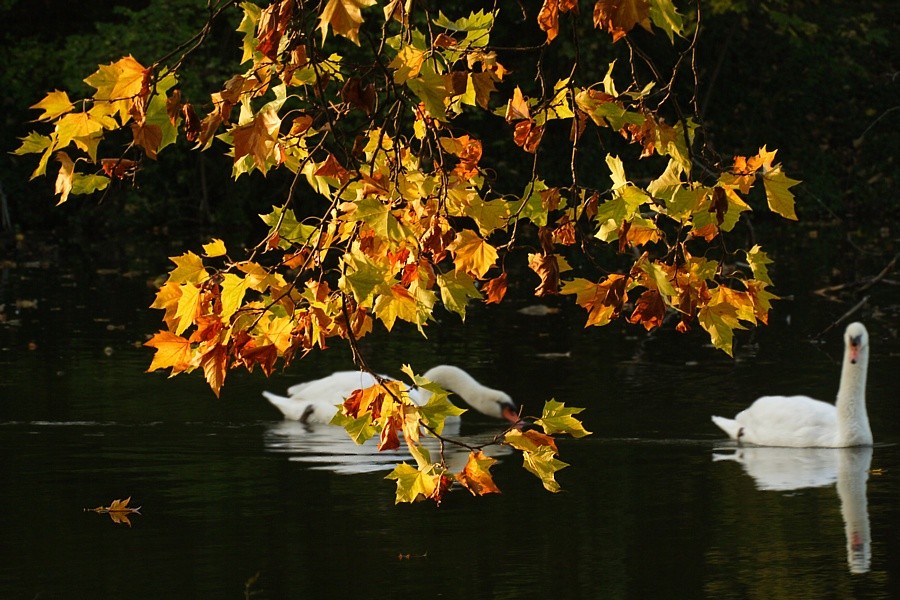 Schwäne im Herbst ND