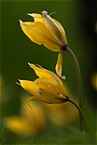 Wildtulpe