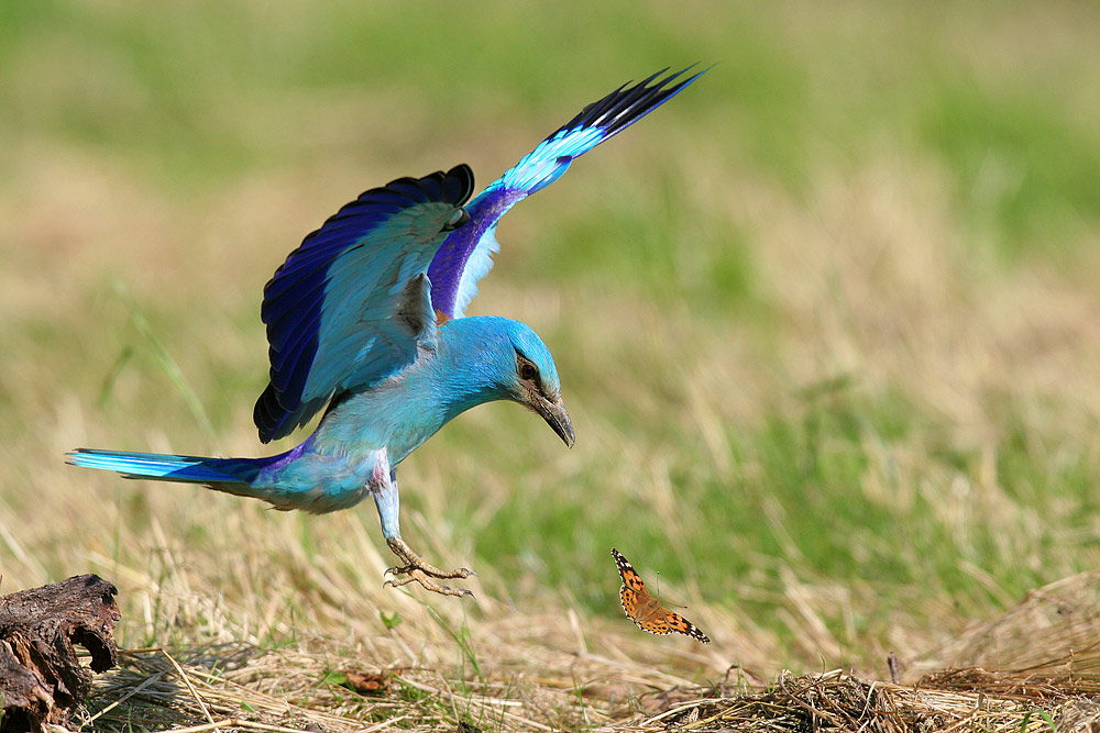 Blauracke bei der Jagd