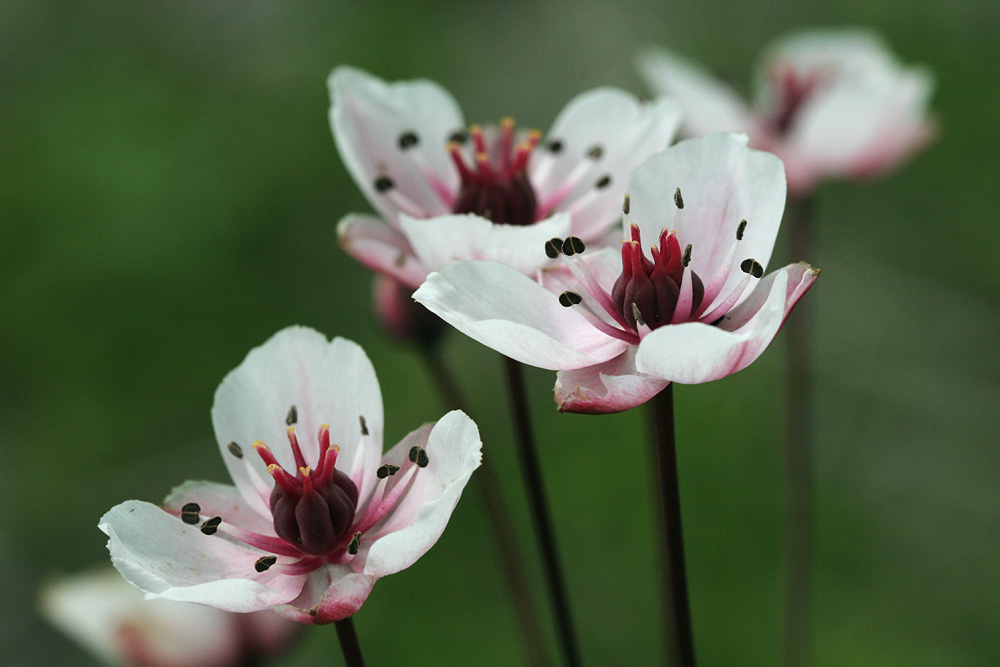 Schwanenblume