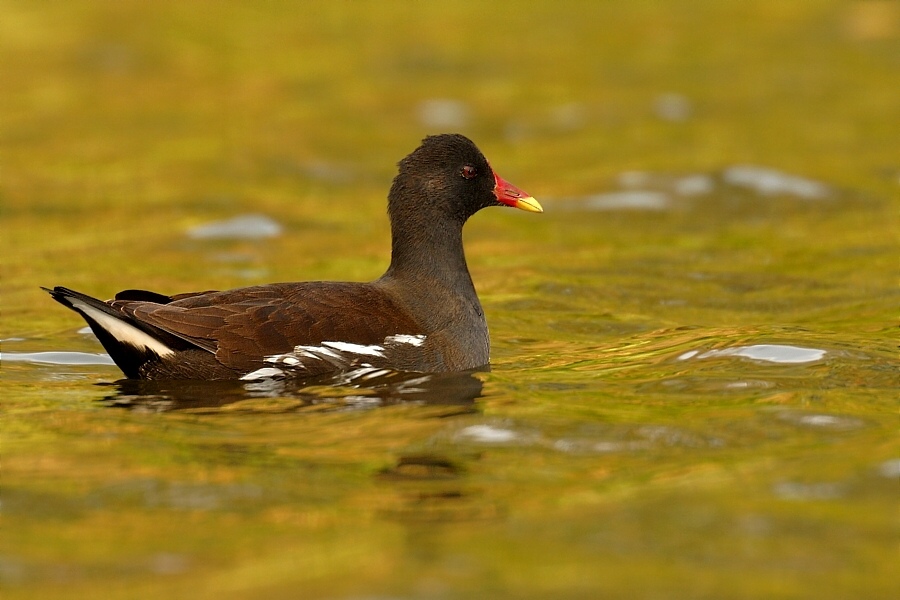 Teichhuhn (Gallinula chloropus) ND