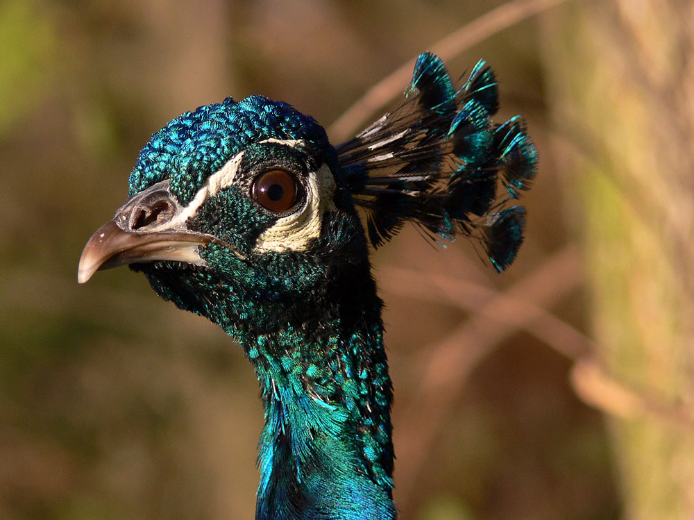 Blauer Pfau ZO