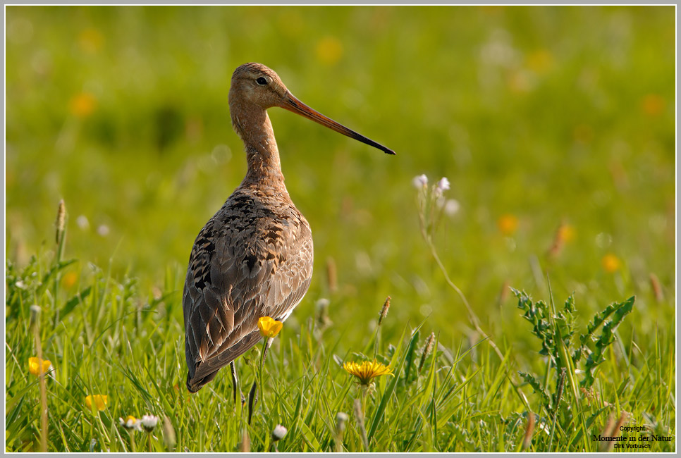 Uferschnepfe (Limosa limosa)