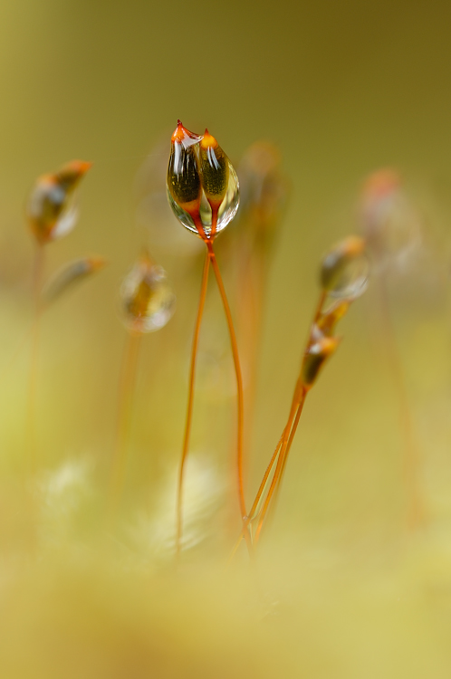 Herbstregen im Wald