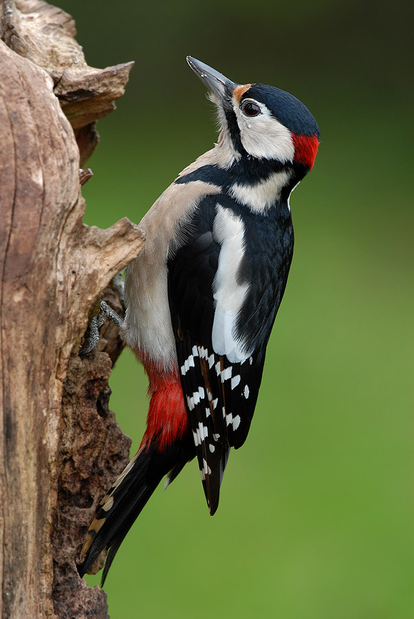 Buntspecht (Picoides major) KD (Forum für Naturfotografen)