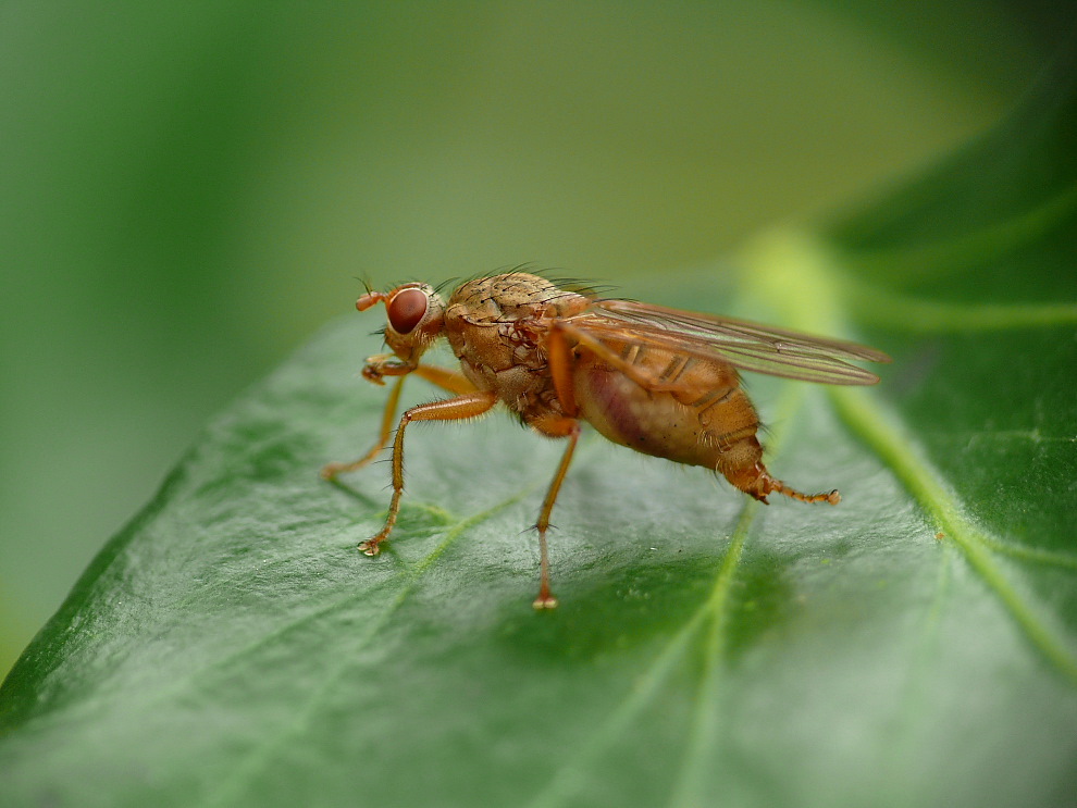 Fliege im Efeu