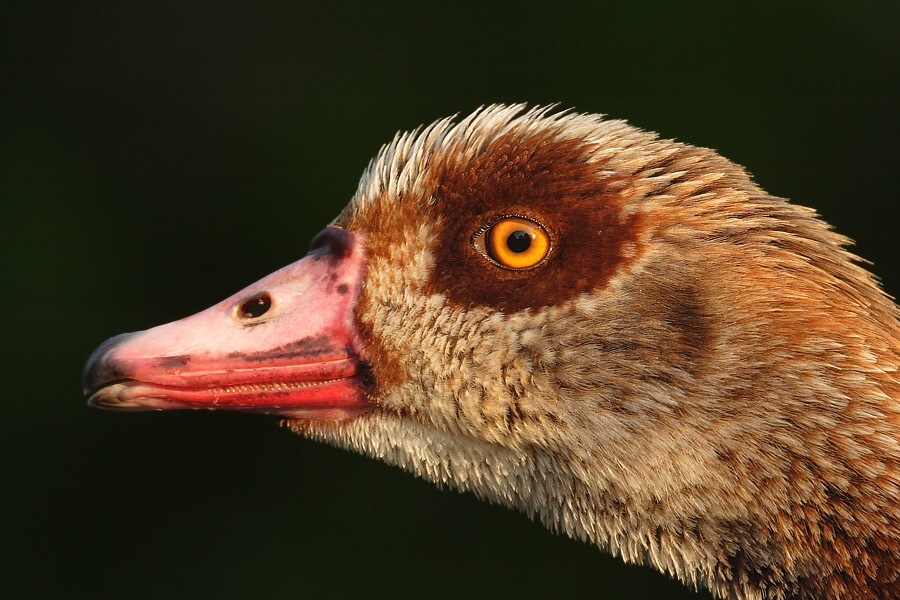 Nilgans (Alopochen aegyptiacus) ND