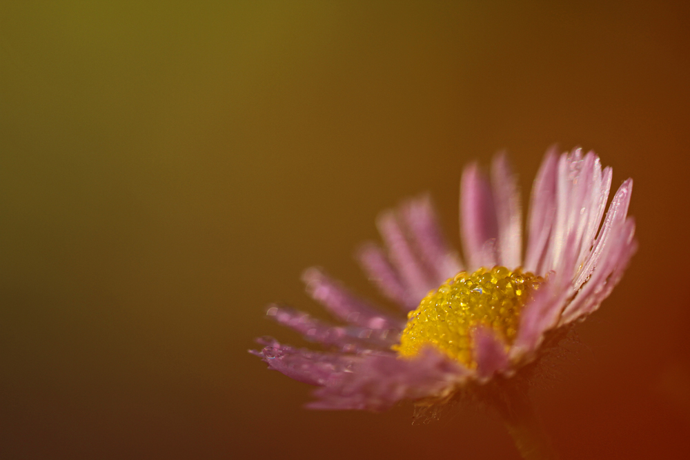 Zarte Herbstfarben