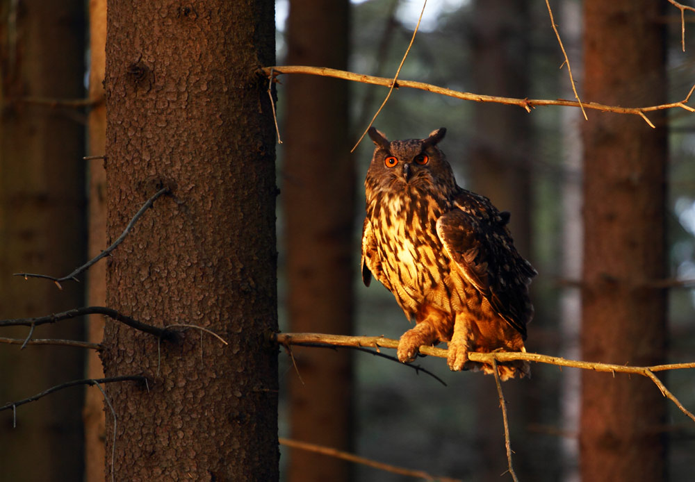 Uhu im Abendlicht