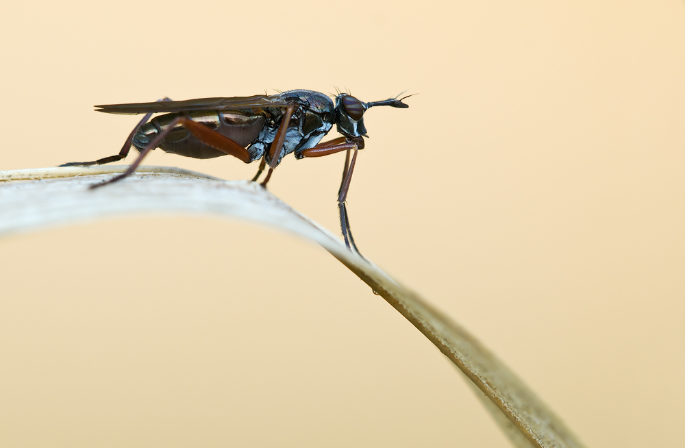 Hornfliege (Sepedon sphegea)