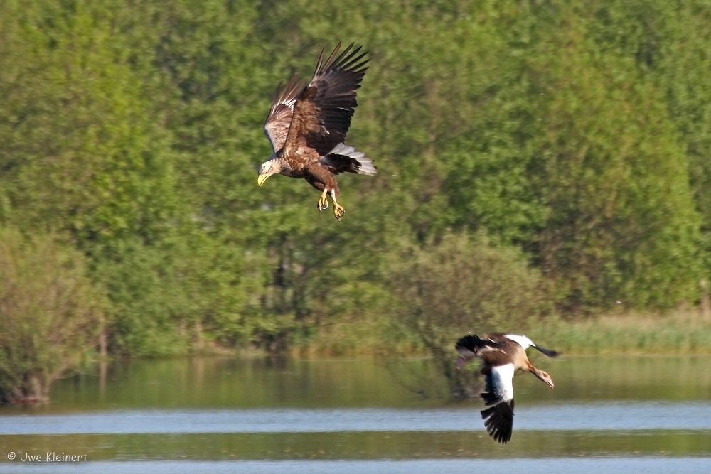 Seeadler jagt Nilgans #04