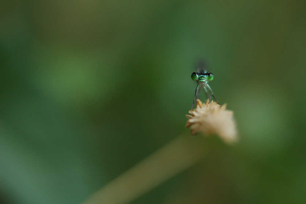 Pechlibelle (?)