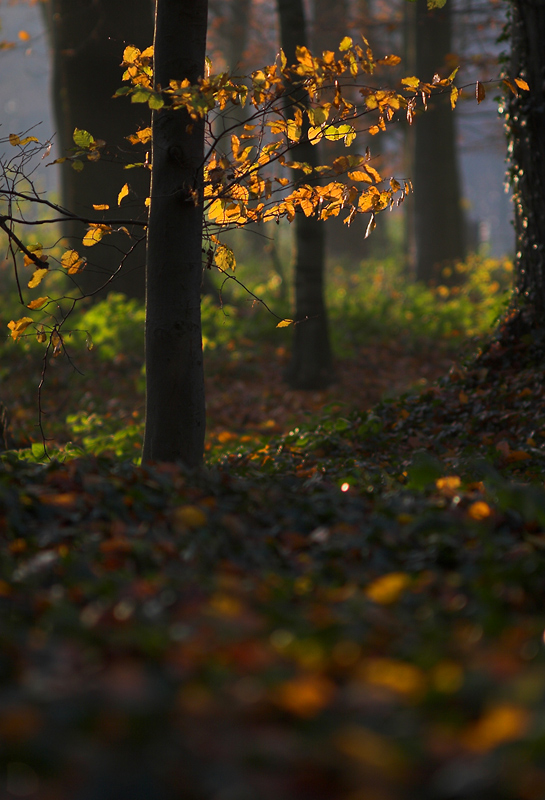 (Noch) Ein Stück Wald