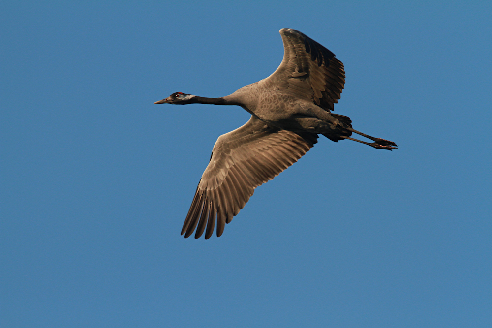 Flugstudie