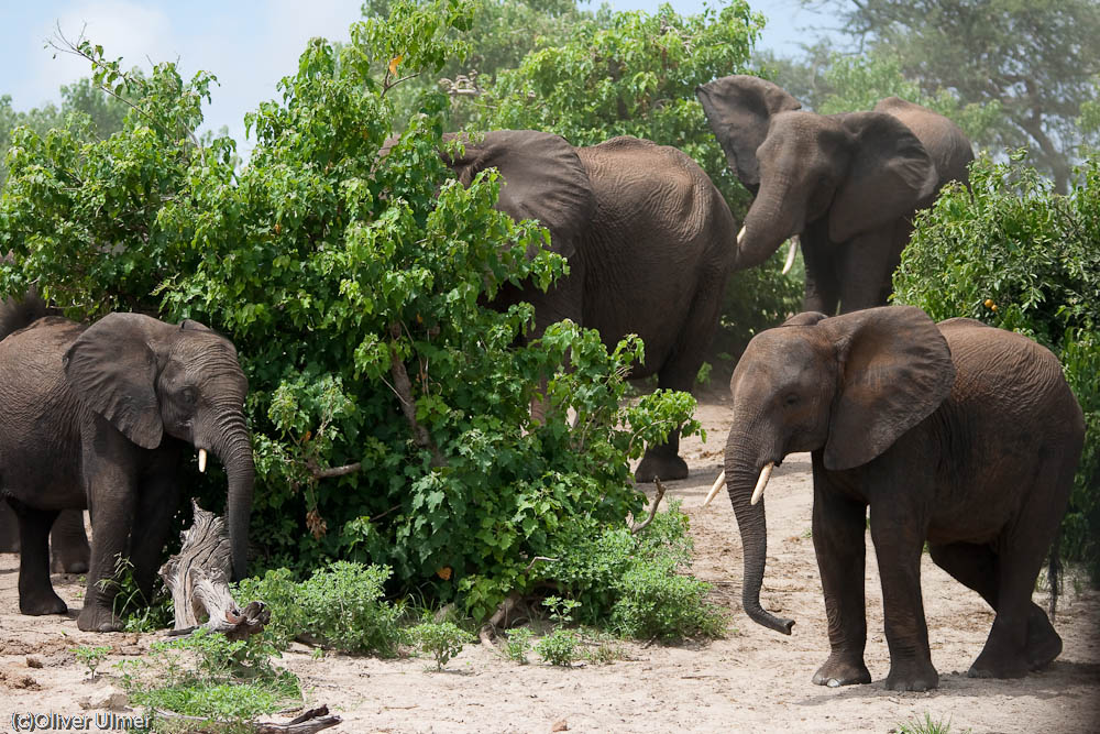 Am Chobe River