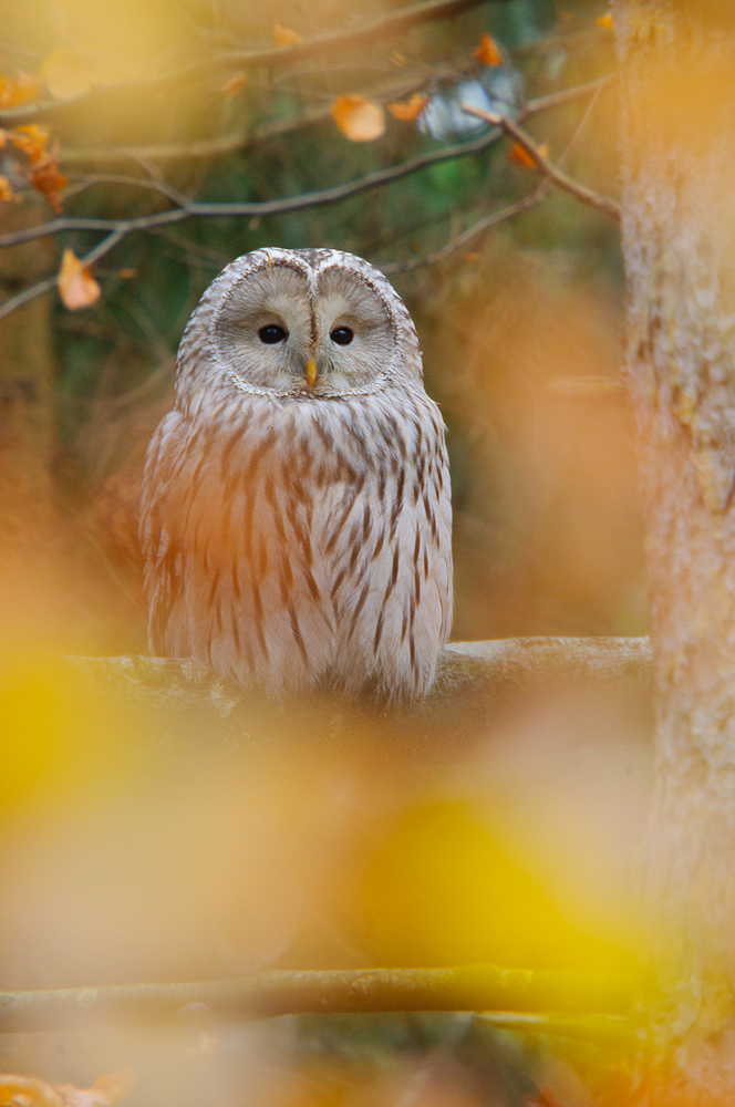 Habichtskauz (Strix uralensis) im Herbstwald