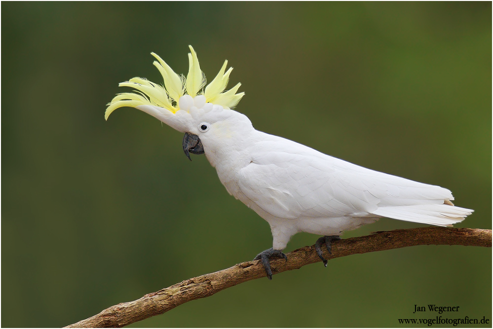 Großer Gelbhaubenkakadu (Cacatua galerita) Sulphur-crested Cockatoo