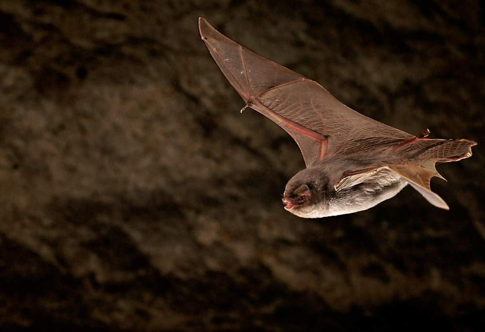 Langflügelfledermaus (Miniopterus schreibersi)