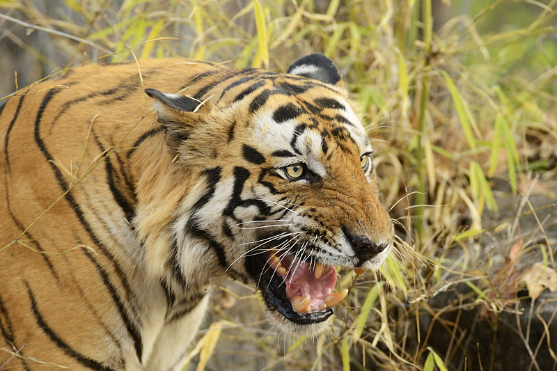 Tiger auf der HD gefunden!