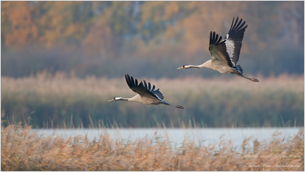 Kraniche im Flug