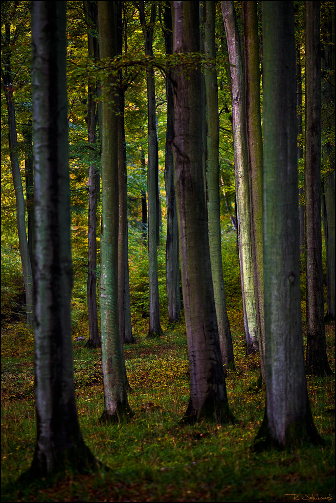 Dark Forest