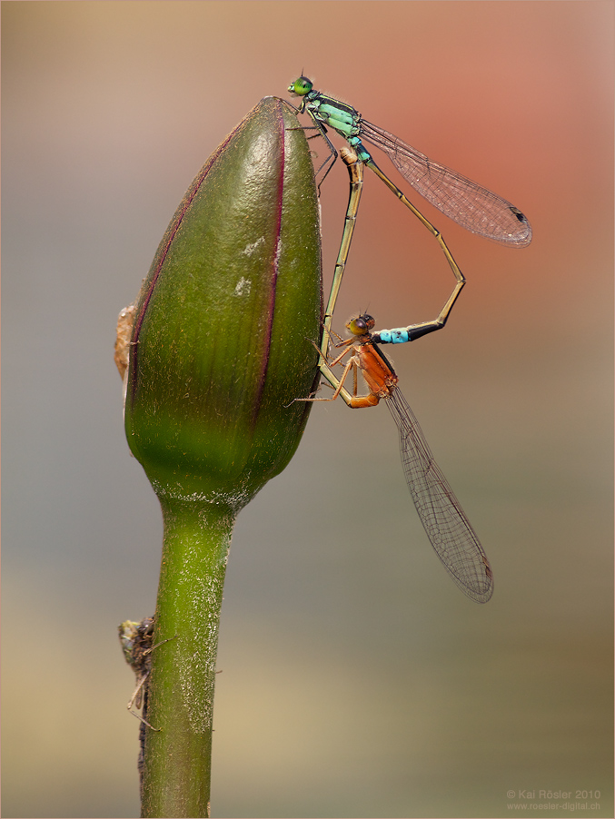 Ischnura senegalensis