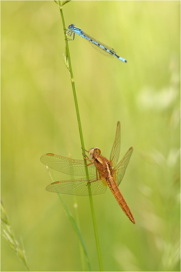 Feuerlibelle und Becherjungfer