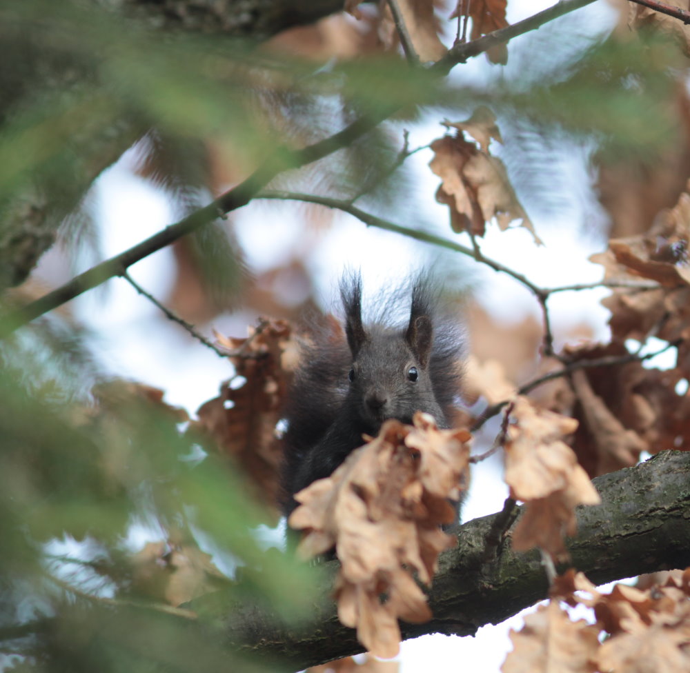 Wer versteckt sich denn da ?