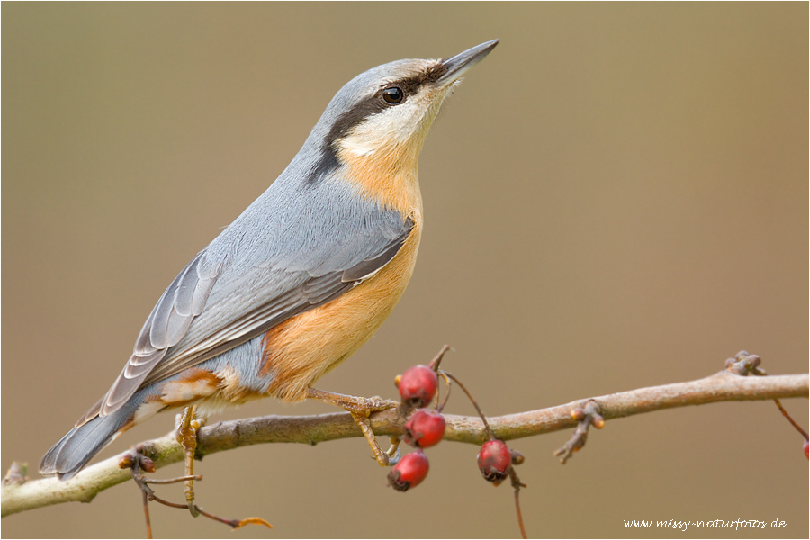 Kleiber (Forum für Naturfotografen)