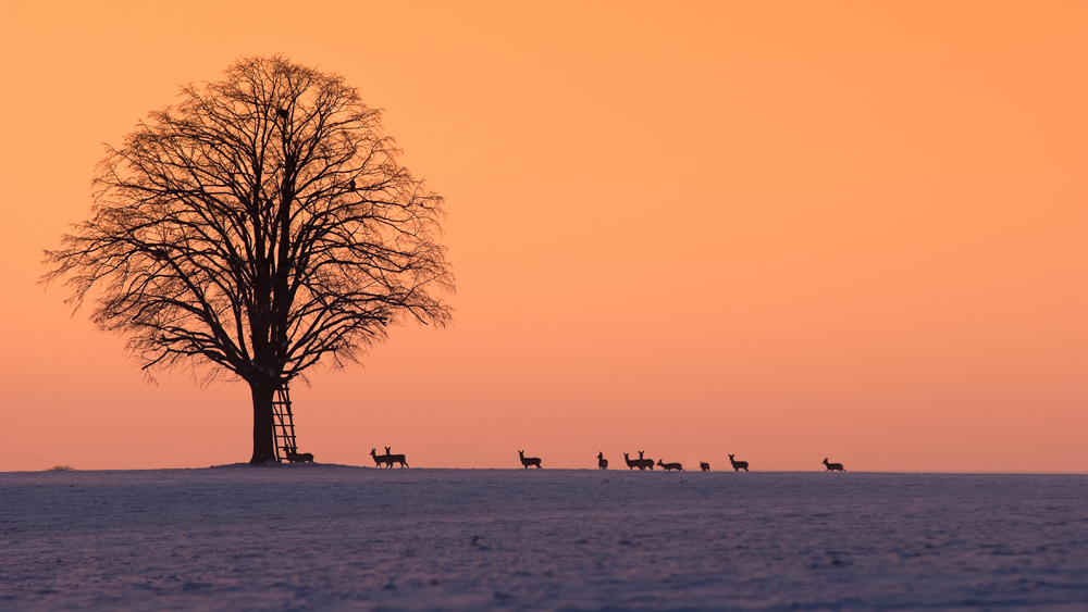 Winterlicht