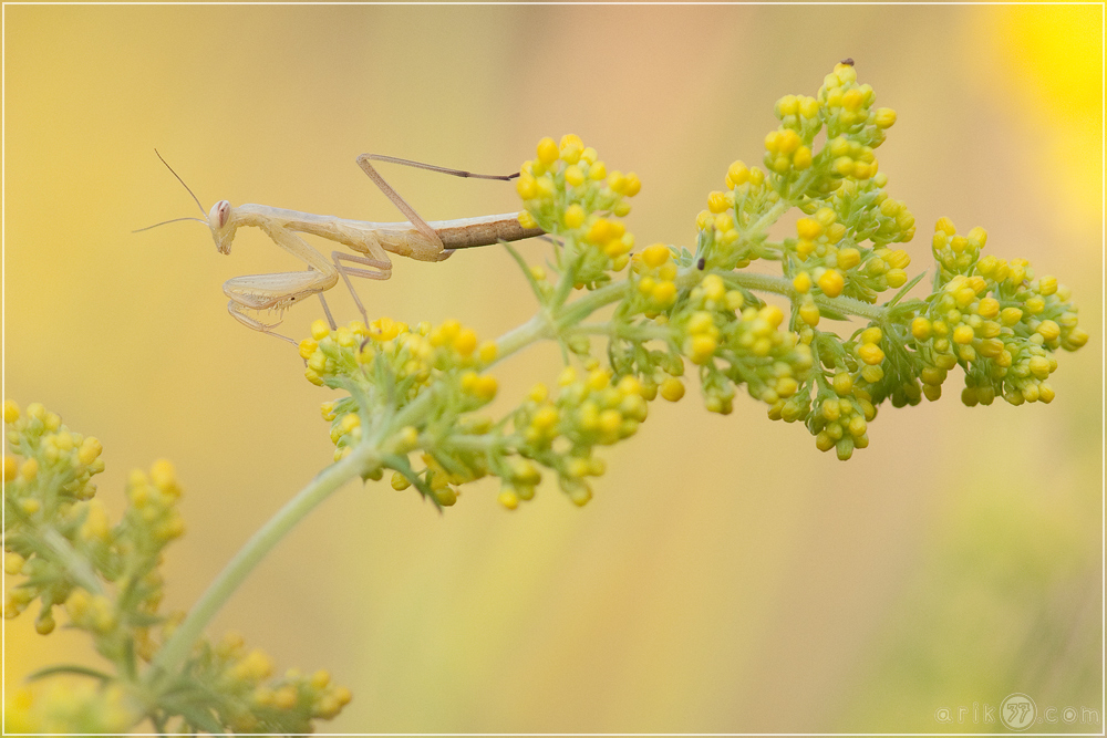 Gottesanbeterin - Mantis religiosa