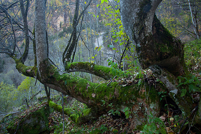 Urwald im NP Hohe Tauern 2