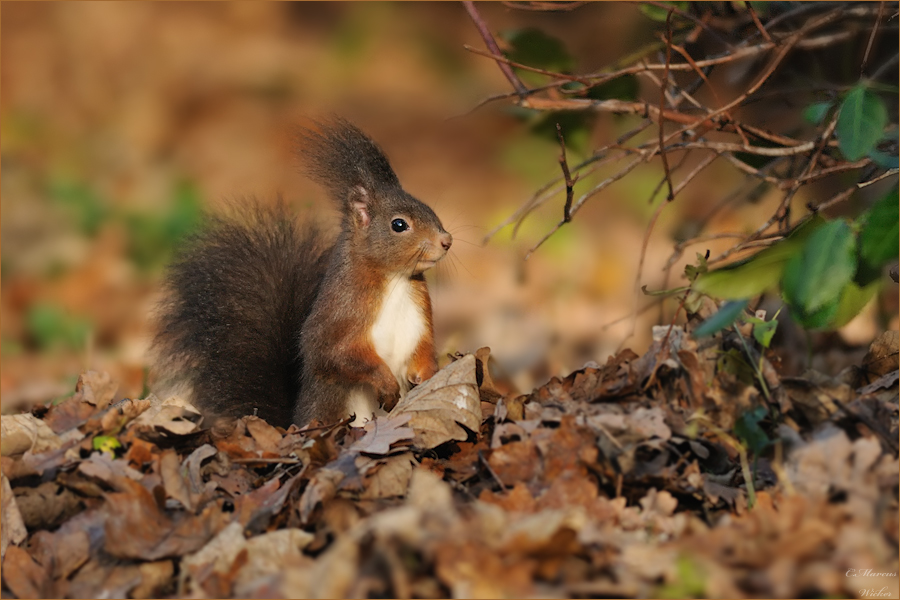 Ein Waldhörnchen