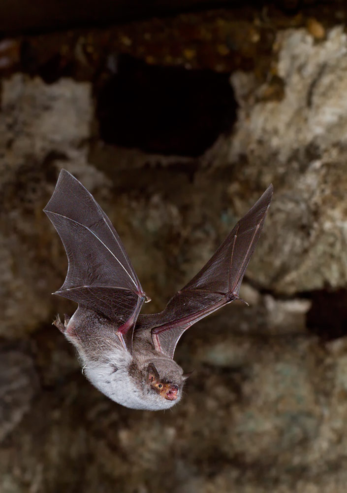 Langfußfledermaus (Myotis capaccinii)