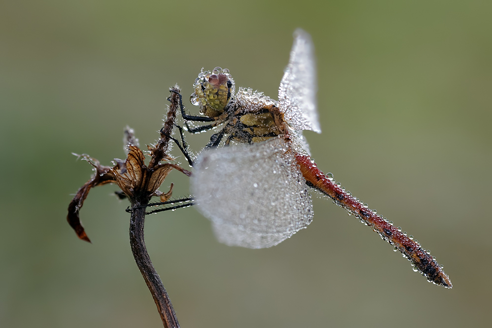 Sympetrum depressiusculum - Sumpf-Heidelibelle