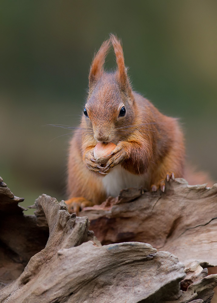 Eichhörnchen (Sciurus vulgaris)