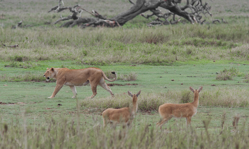 Löwe, Serengeti