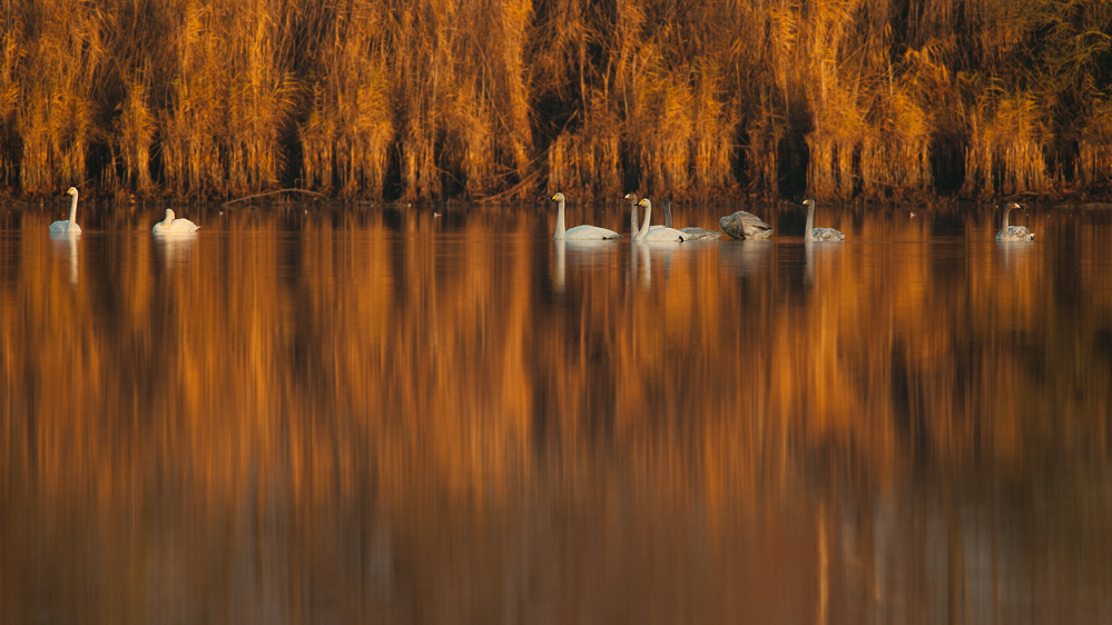 Singschwäne im goldenen Licht...