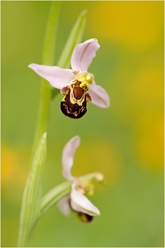 Ein Bienchen ...