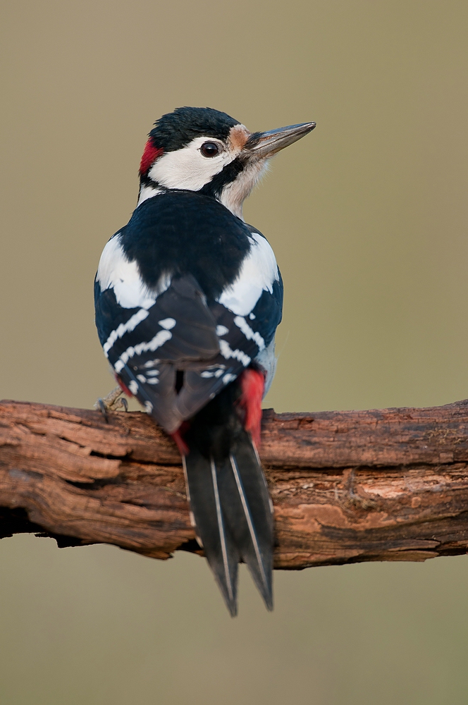 Buntspecht (Dendrocopos major)