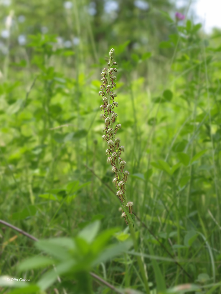 Orchis anthropophora,Ohnsporn