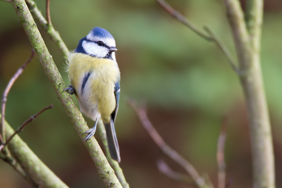 Blaumeise (Cyanistes caeruleus)