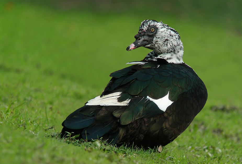 Moschusente Cairina moschata