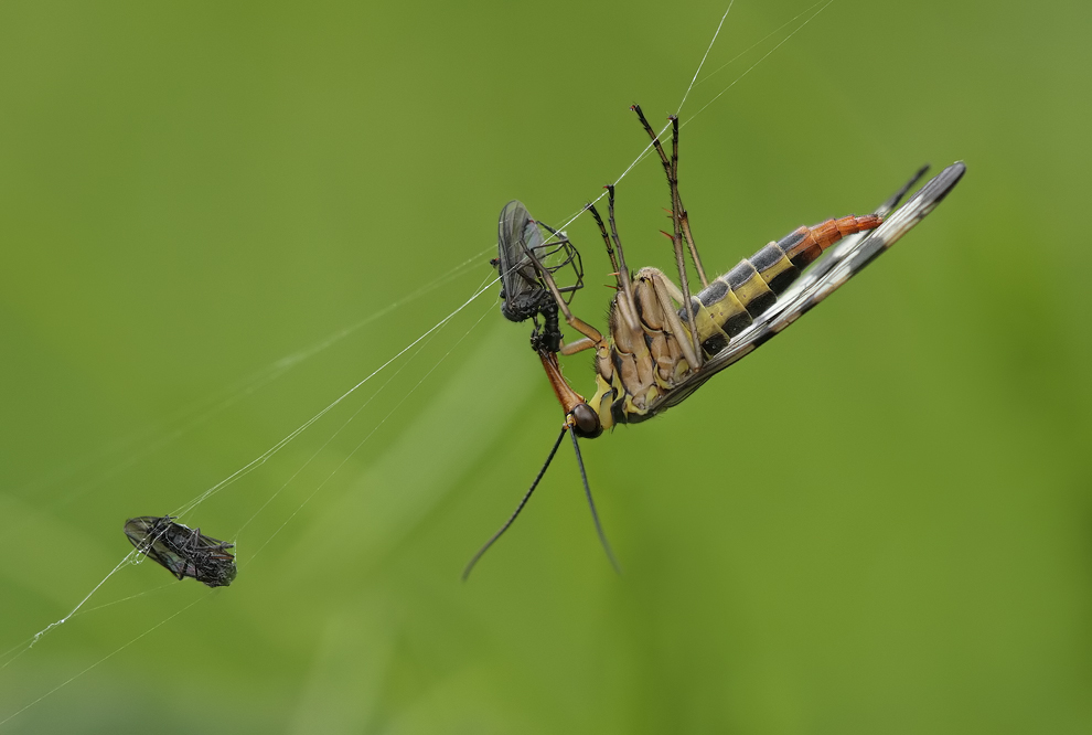 Beuteklau oder Resteverwertung? (Forum für Naturfotografen)