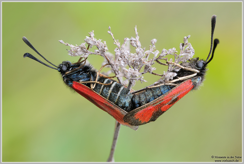 Beilfleckwidderchen (Zygaena loti)