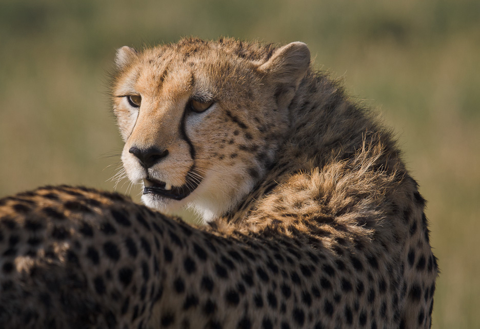 Gepard, Masai Mara